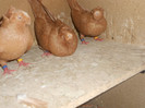 DSCN0143