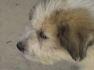 ursu