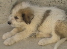 ursu