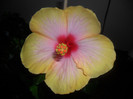 hibiscus Yelow Holiday?