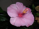Hibiscus Long Life