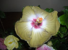 Hibiscus Kathie Jones