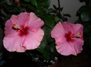 Hibiscus Long Life