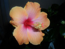 hibiscus Yelow Holiday?
