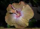 Hibiscus Kathie Jones