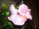 Hibiscus Tunderhead