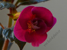 Achimenes Serges Fantasy