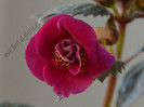 Achimenes Serges Fantasy