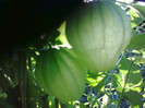 TOMATILLO GREEN