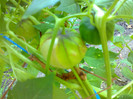 TOMATILLO PURPLE