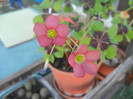Oxalis Iron Cross (2012, August 31)