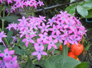 Violet Egyptian Starcluster (2012, Aug.31)