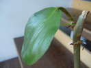 Philodendron erubescens (2012, Aug.31)