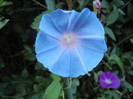 Picotee Morning Glory (2012, Aug.31)