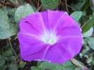 Picotee Morning Glory (2012, Aug.31)