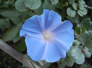 Picotee Morning Glory (2012, Aug.31)