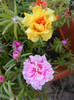 Portulaca grandiflora (2012, Aug.27)
