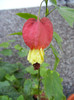 Abutilon megapotamicum (2012, Sep.01)
