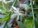 Chlorophytum comosum (2012, Sep.01)