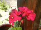 Cyclamen Lia Geranium (2012, Sep.01)