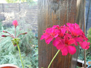 Cyclamen Lia Geranium (2012, Sep.02)