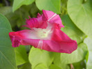 Double Pink Morning Glory (2012, Sep.01)