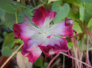 Double Pink Morning Glory (2012, Sep.01)