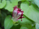 Double Pink Morning Glory (2012, Sep.02)