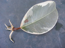 Ficus Tineke, frunza 03, 01sep2012