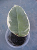 Ficus Tineke 03, 01sep2012