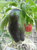 Bell Pepper Mavras (2012, August 23)