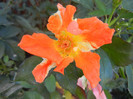 Rose Monica (2012, September 01)