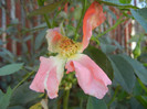 Rose Monica (2012, September 01)