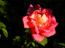 DSCN9394