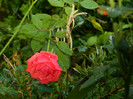 DSCN9446
