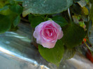 DSCN9461