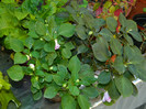 DSCN9463