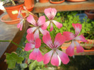 Ivy geranium Bicolor (2012, Sep.01)