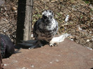 Picture 4538