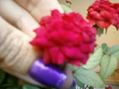 mini rosa-rosie