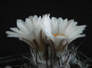 DSC08000