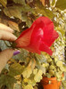 3 septembrie 2012-flori 023
