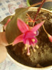 3 septembrie 2012-flori 030