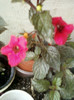 3 septembrie 2012-flori 018