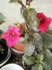 3 septembrie 2012-flori 022