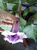 3 septembrie 2012-flori 005