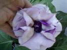 datura mov-multumesc hapy !