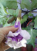 3 septembrie 2012-flori 012
