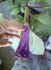 3 septembrie 2012-flori 006
