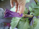 datura mov-multumesc hapy !